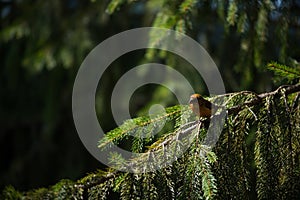 Red crossbill Loxia curvirostra a small passerine bird