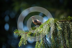 Red crossbill Loxia curvirostra a small passerine bird