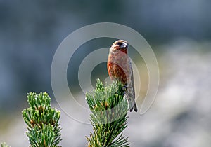 Red crossbill Loxia curvirostra a small passerine bird on a fir tree