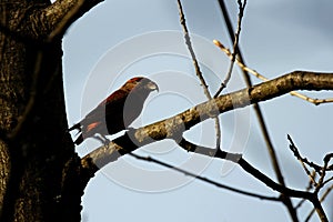 Red crossbill, Loxia curvirostra, in a tree