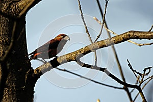 Red crossbill, Loxia curvirostra, in a tree