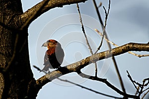 Red crossbill, Loxia curvirostra, in a tree