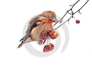 Red Crossbill male sitting on the tree branch and eats wild apple berries. Crossbill bird eats berries