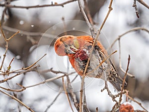 Red Crossbill male sitting on the tree branch and eats wild apple berries. Crossbill bird eats berries