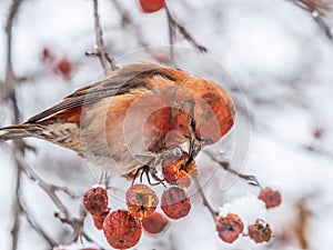 Red Crossbill male sitting on the tree branch and eats wild apple berries. Crossbill bird eats berries