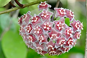 Red crown star flower photo