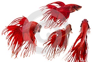 Red Crown tail betta fish