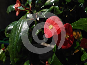 Red crown of thorns flowers after the rain and sunshine