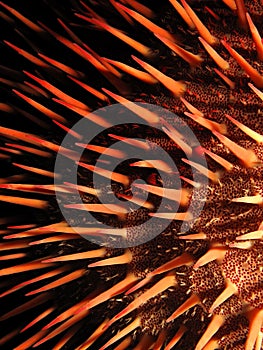 Red crown-of-thorns starfish