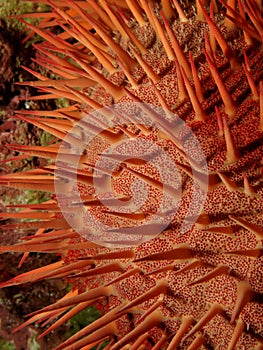 Red crown-of-thorns starfish