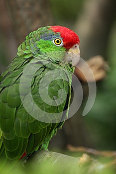 Red-crowned Amazon photo