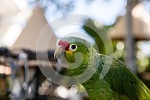 Red-crowned amazon Amazona viridigenalis