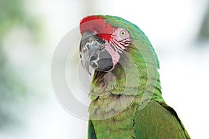 Red-crowned Amazon Parrot - Amazona viridigenalis photo