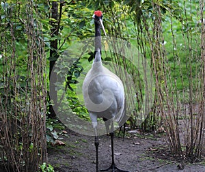 Red-crowned cran photo