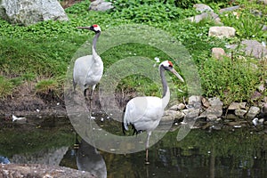 Red-crowned cran photo