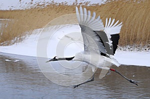 Red-crowned crane photo