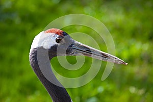 Red Crowned Crane photo