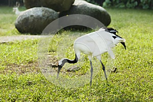 Red-crowned Crane