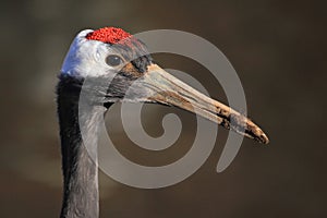 Red-crowned crane