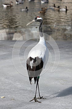 Red-crowned crane