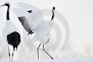 Red-Crowned Crane