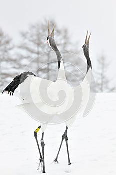 Red-Crowned Crane