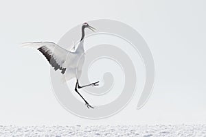 Red-Crowned Crane