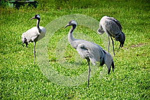 Red-crowned crane