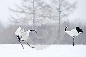 Red crowned Crane