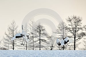 Red-crowned Crane