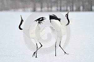 Red-crowned Crane