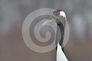 Red-Crowned Crane