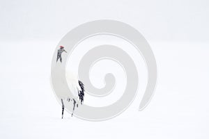 Red-Crowned Crane