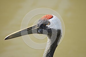 Red-crowned crane