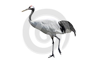 Red-crowned crane