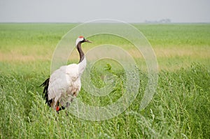 The Red-crowned Crane
