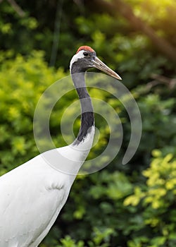 Red-Crowned crane