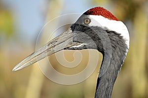 Red-crowned Crane