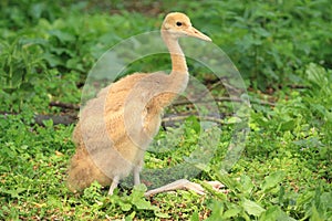 Red crowned crane