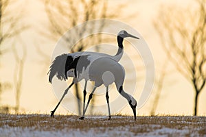 Red-crowned crane bird