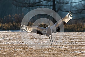 Red-crowned crane bird