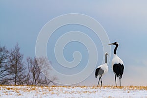 Red-crowned crane bird