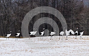 Red-crowned crane bird