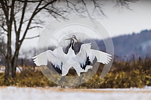 Red-crowned crane bird