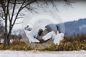 Red-crowned crane bird