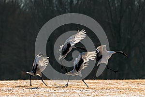 Red-crowned crane bird