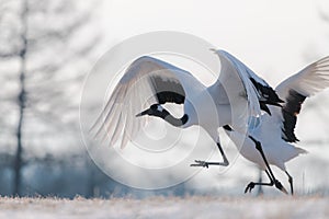 Red-crowned crane bird