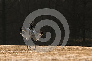 Red-crowned crane bird