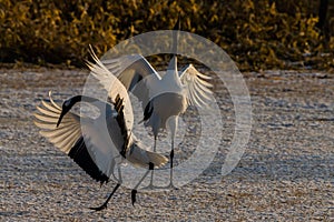 Red-crowned crane bird