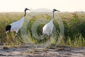 Red-crowned crane bird